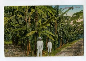 3133072 GREETINGS from JAMAICA Banana plant Vintage postcard