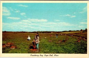 Postcard FARM SCENE Cape Cod Massachusetts MA AO1281