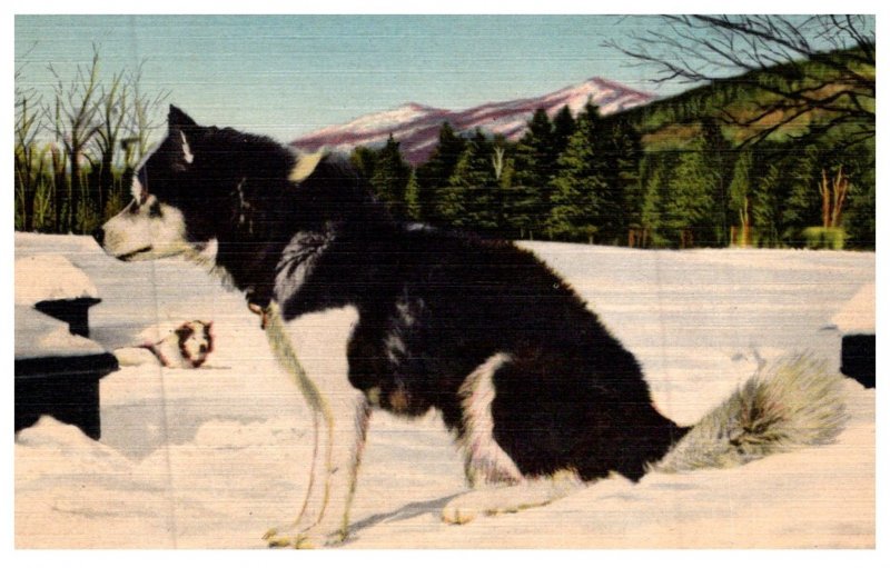 Dog   Eskimo Sled dog , Eda