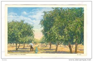 Fig Orchard, California, 00-10