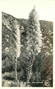 Arizona Yucca Blossom 1940s Frasher RPPC Photo Postcard 22-3072