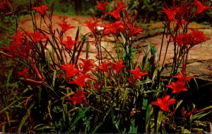 Florida Miami Greetings With Wild Tiger Lilies