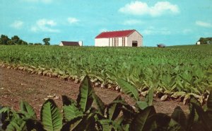 Vintage Postcard Farm Field of Ripe Burley Tobacco Crops in August Kentucky K.Y.