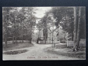 Surrey Elmbridge COBHAM The Lodge Fox Warren c1905 Postcard by Frith