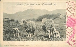 New York 1910 Sheep Browns Farm Adirondack Mountains Postcard 22-9136