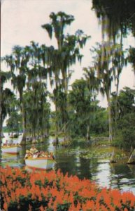 Florida Cypress Trees At Florida's Cypress Gardens 1967