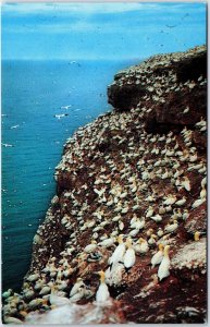 VINTAGE POSTCARD GANNETS ON THE RUGGED CLIFFS OF GASPE QUEBEC CANADA 1970s