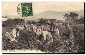 Old Postcard picking roses Grasse TOP