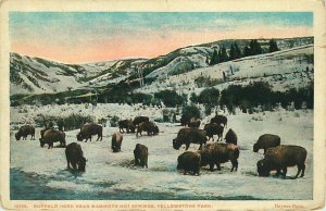 Buffalo Herd Near Mammoth Hot Springs, Yellowstone Park Vintage Postcard