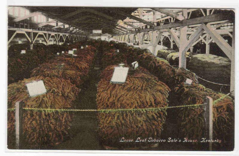 Tobacco Auction House Interior Kentucky 1910c postcard