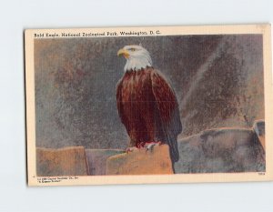 Postcard Bald Eagle National Zoological Park Washington District of Columbia USA