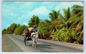 To Market Philippines Style Bull & Cart Postcard