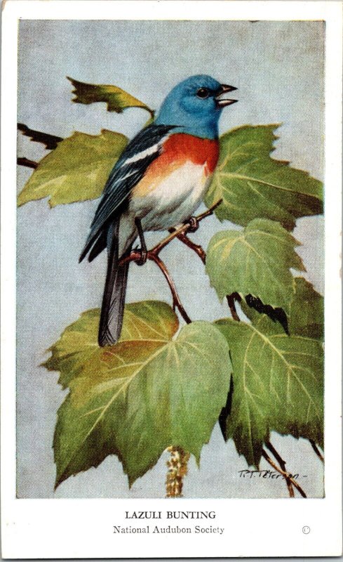 Lazuli Bunting RT Peterson artist signed National Audubon Society Postcard 