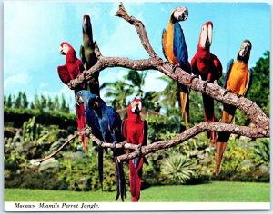 Postcard - Macaws, Miami's Parrot Jungle, Florida, USA