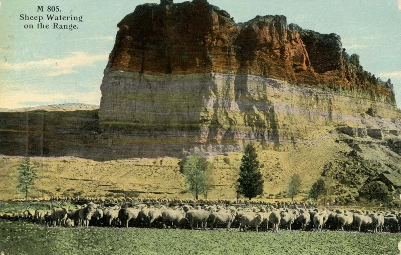 MT - Chinook. Sheep Watering on the Range