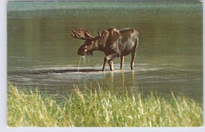 Moose, Vintage Chrome Postcard #3