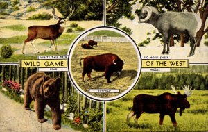 Wild Game Of The West White Tail Deer Big Horn Sheep Bear and Buffalo