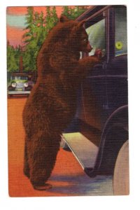 Closeup Large Brown Bear, Hold Up Bear, Vintage Car, Yellowstone Park