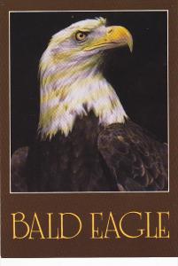 American Bald Eagle