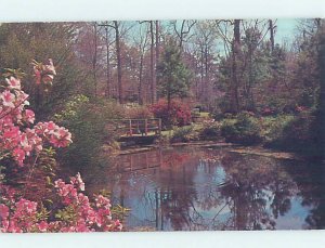 Pre-1980 NATURE SCENE Florence South Carolina SC AD6355