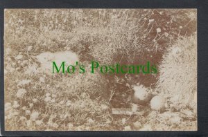 Birds Postcard - Gull's Nest, Annet, Scilly SW4659