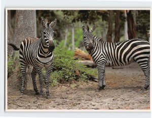 M-140973 Grant's Zebra Silver Springs Florida USA