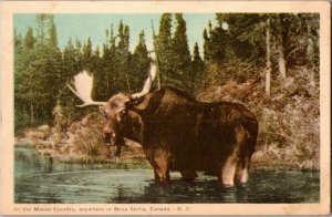 Moose Country, Nova Scotia Canada Vintage Postcard B45