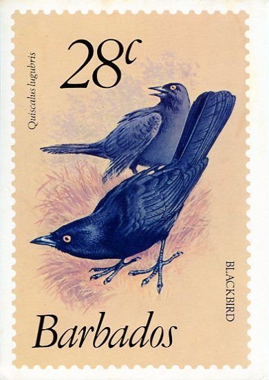 Barbados Blackbird Stamp Picture  Postcard
