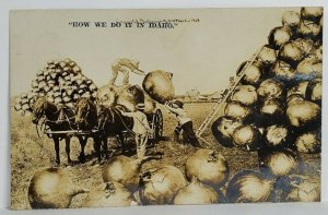 Idaho How We Do It Exaggerated Onions Farmers Real Photo Fantasy Postcard T10