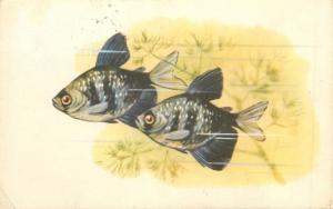 Russia 1970 postcard Black Widow Tetra fishes