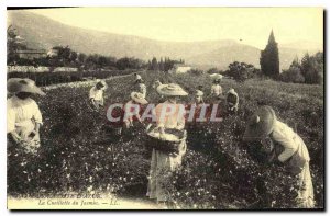 COPY On the French Riviera Picking Jasmine