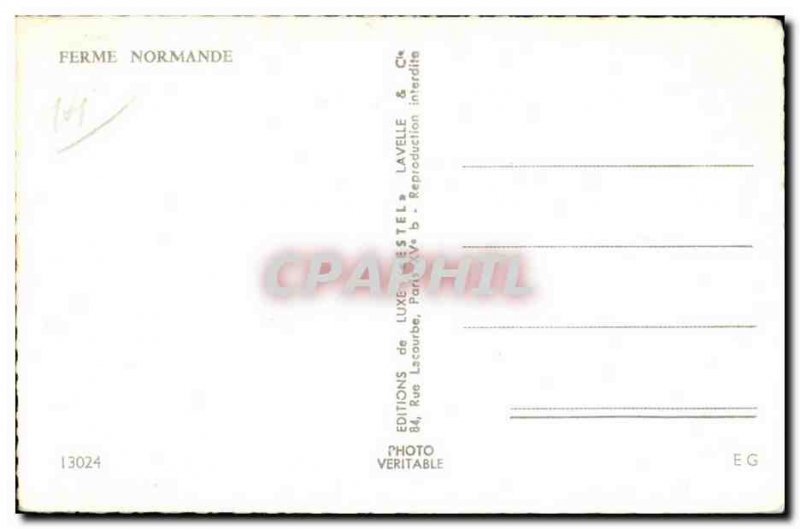 Modern Postcard Farm Normande cows