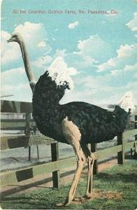 CA, South Pasadena, California, Cawston Ostrich Farm, One Ostrich, Newman