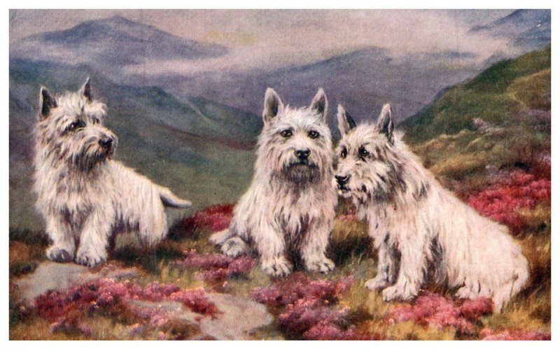 Dog ,  Poltalloch  Terriers