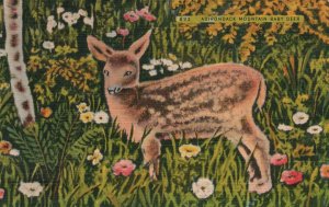 Vintage Postcard 1944 Adirondack Mountain Baby Deer Standard Supply Co. Pub.