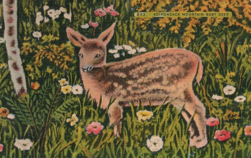 Vintage Postcard 1944 Adirondack Mountain Baby Deer Standard Supply Co. Pub.