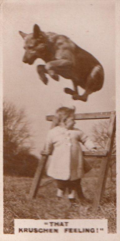 That Kruschen Feeling Daredevil Circus Dog Old Real Photo Cigarette Card