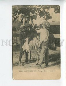 3174104 FRANCE NICE ostrich Farm Plumage Vintage postcard