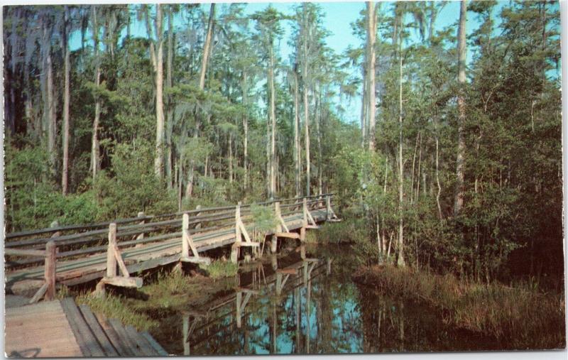 Bridge through Swamp - Okefenokee Swamp Park, Waycross Georgia