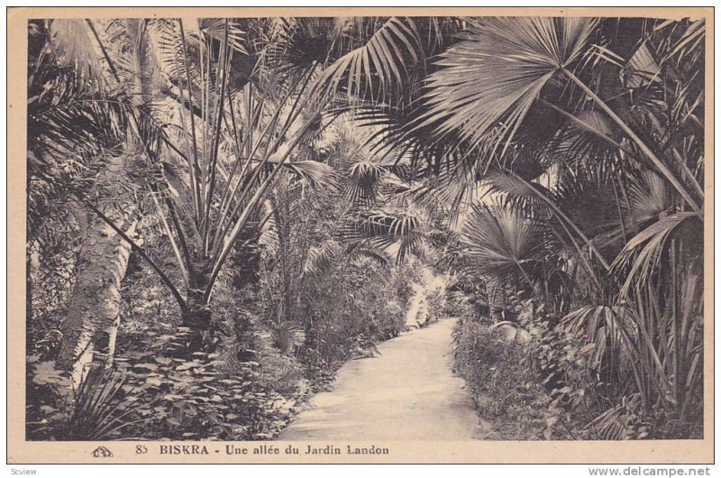 Une Allee Du Jardin Landon, Biskra, Algeria, Africa, 1900-1910s