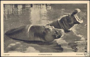 Hippo, Hippopotamus at Whipsnade Park (1930s)