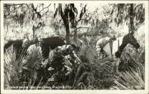 Aacadians Harvesting Palmetto Real Photo Postcard - Cline?