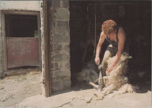 Farming Postcard - Shearing Sheep at Cwmhenog Farm   RR23280