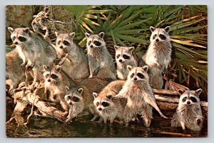 1981  Raccoons  Postcard