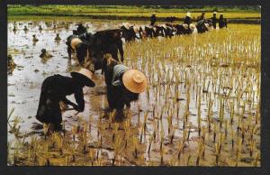 Rice Transplanting Nakorn-Chaisri Thailand unused c1950's