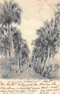 Causeway Drive Horse Buggy Palms Ormond Florida 1905 postcard