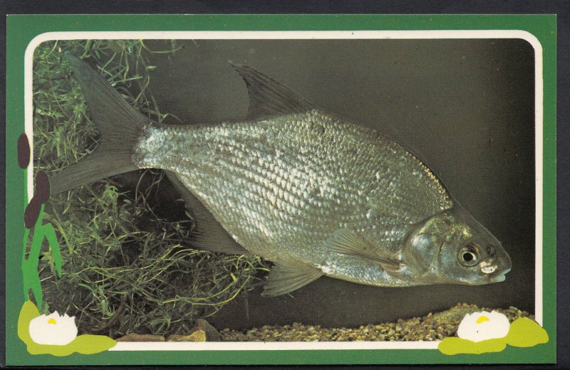 Animals Postcard - Angling - Freshwater Fish Series - Common Bream A5121