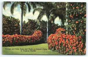 1950 FLORIDA TROPICAL ORANGE PALM TREES WALLS OF COLORFUL FLAME POSTCARD P3202