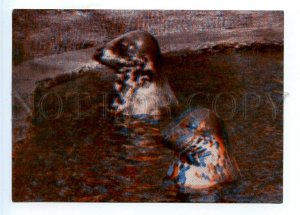 498592 USSR 1967 year Latvia Riga Zoo seals stereo volumetric postcard