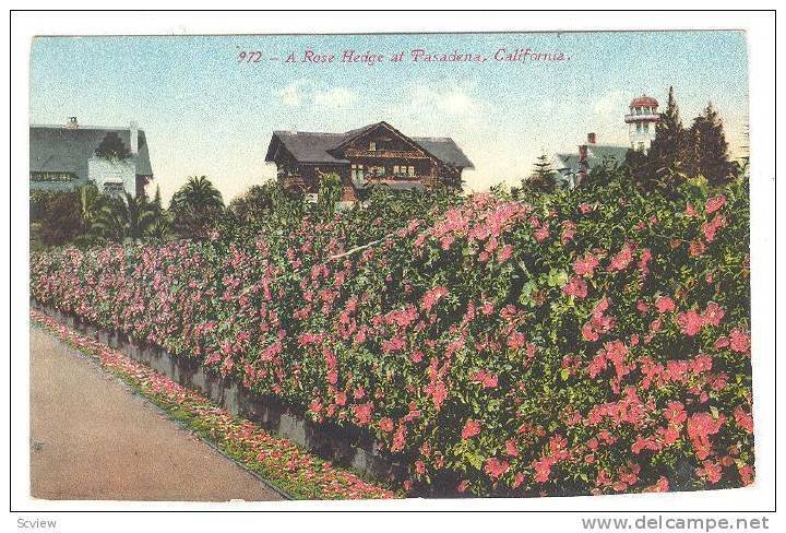 A Rose Hedge At Pasadena, California, 40-60s